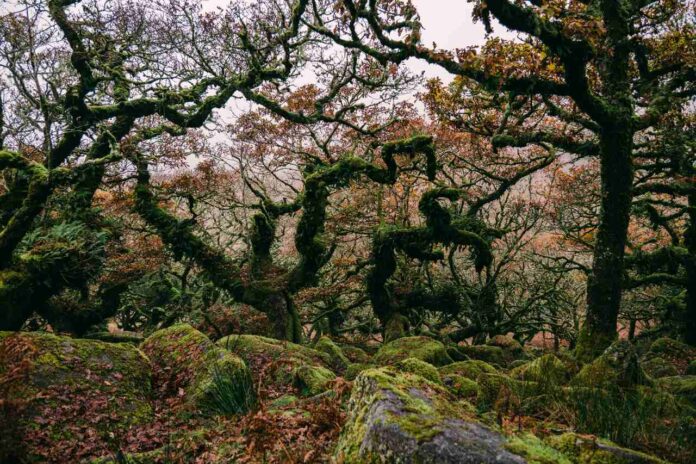 Wistman\'s Woods in Devon