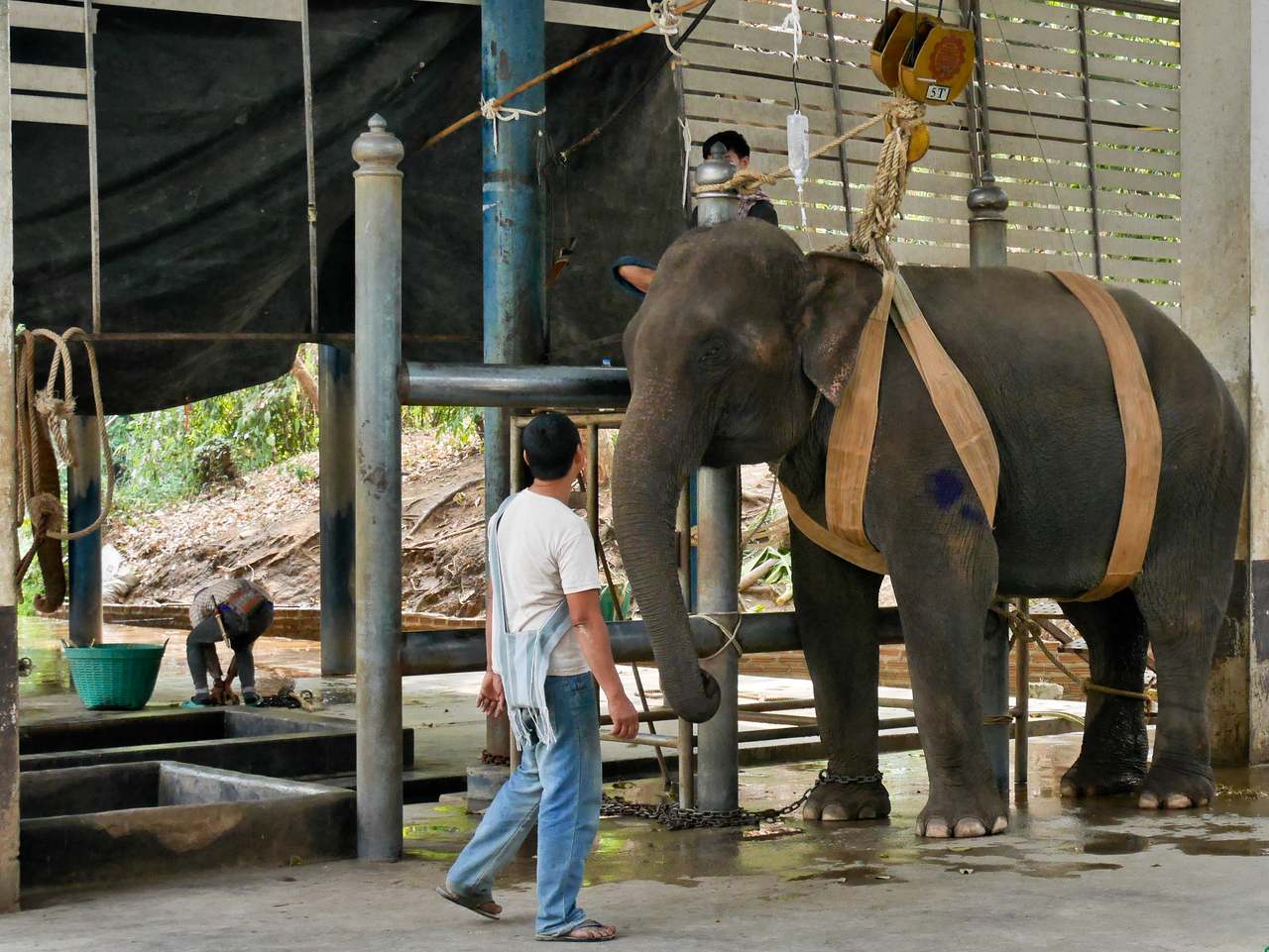 Elephant in Lapang hospital