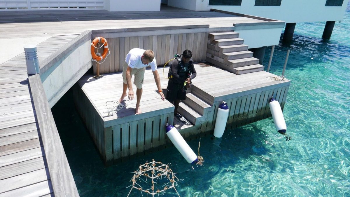 Placing the coral shelf