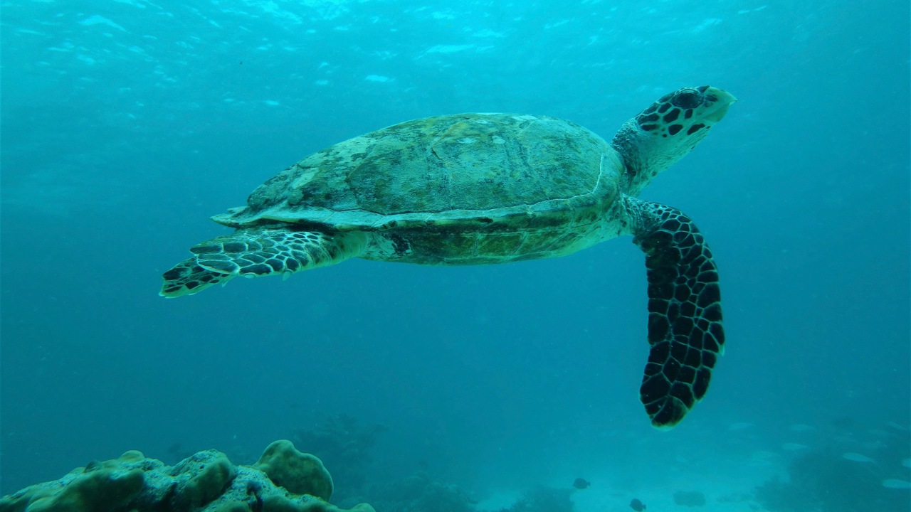 Snorkelling with the critically endangered hawksbill turtle