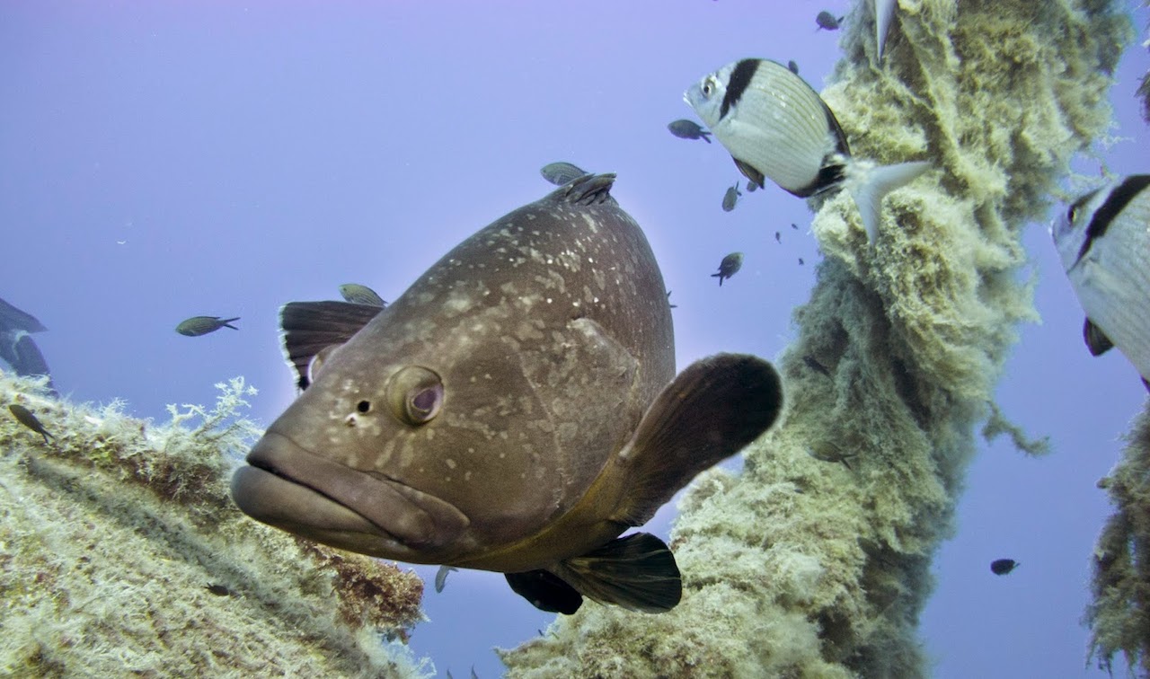 Grouper swimming above the Zenobia